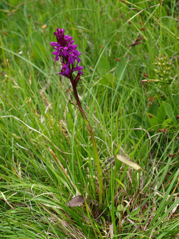 Chiedo ancora aiutooooo (Dactylorhiza incarnata/lapponica?)